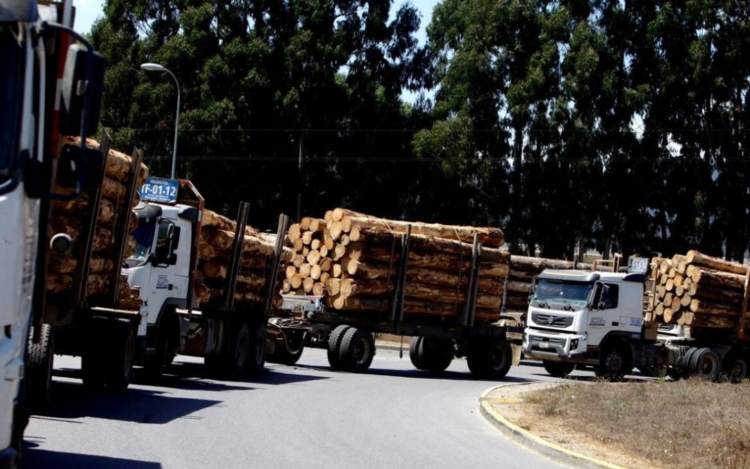 Empresa Arauco anota ganancias por 882 millones de dólares entre enero y septiembre